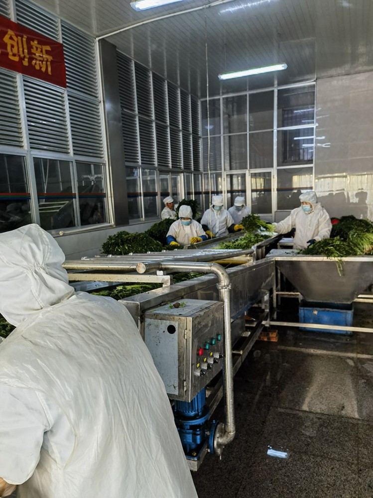 脫水香菜系列供應(yīng)